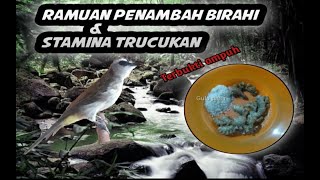 Ramuan pendongkrak birahi dan stamina trucukan.