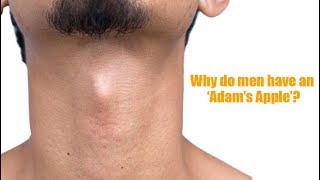 Why do men have an ‘Adam’s Apple’?
