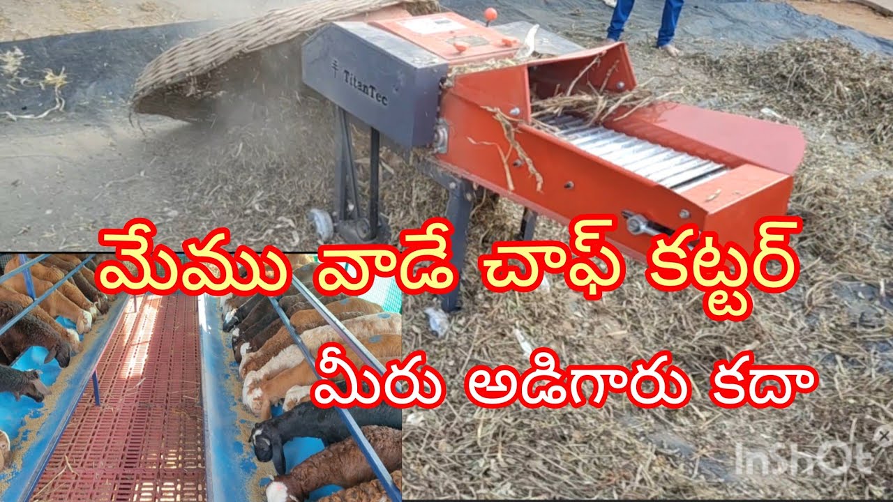 గొర్రెల పెంపకంలో చాఫ్ కట్టర్ edi chala best cutter👈#sheepfarming 