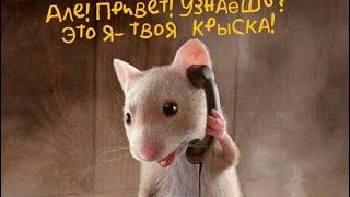 картинка: Звонок от крысы из прошлого