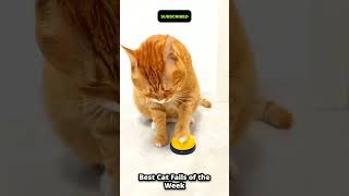 Ranking the Silliest Cats Ever #2 🏆 #shorts #funnycats