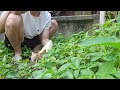 可愛いすぎる子猫 PART 16 || 子猫 1989