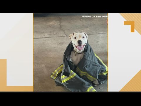 Videó: Elveszett kutya vándorol egy tűzoltóállomásba és földek önállóan ideiglenes munka