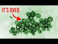 Hantavirus Situation Is Insane