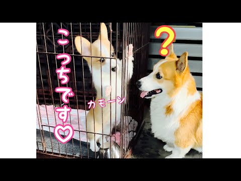 【コーギー子犬】あざとかわいい子犬に振り回される犬【コーギー犬】#Shorts