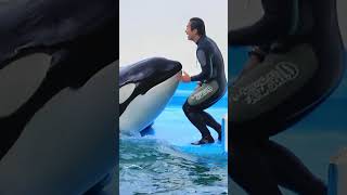 ルーナを抱きしめるトレーナーさん素敵すぎる!! #Shorts #鴨川シーワールド #シャチ #Kamogawaseaworld #Orca #Killerwhale
