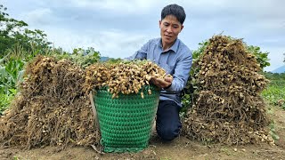 Harvest Peanut Garden Goes to the market sell - Make Storage Shelves | Solo Survival