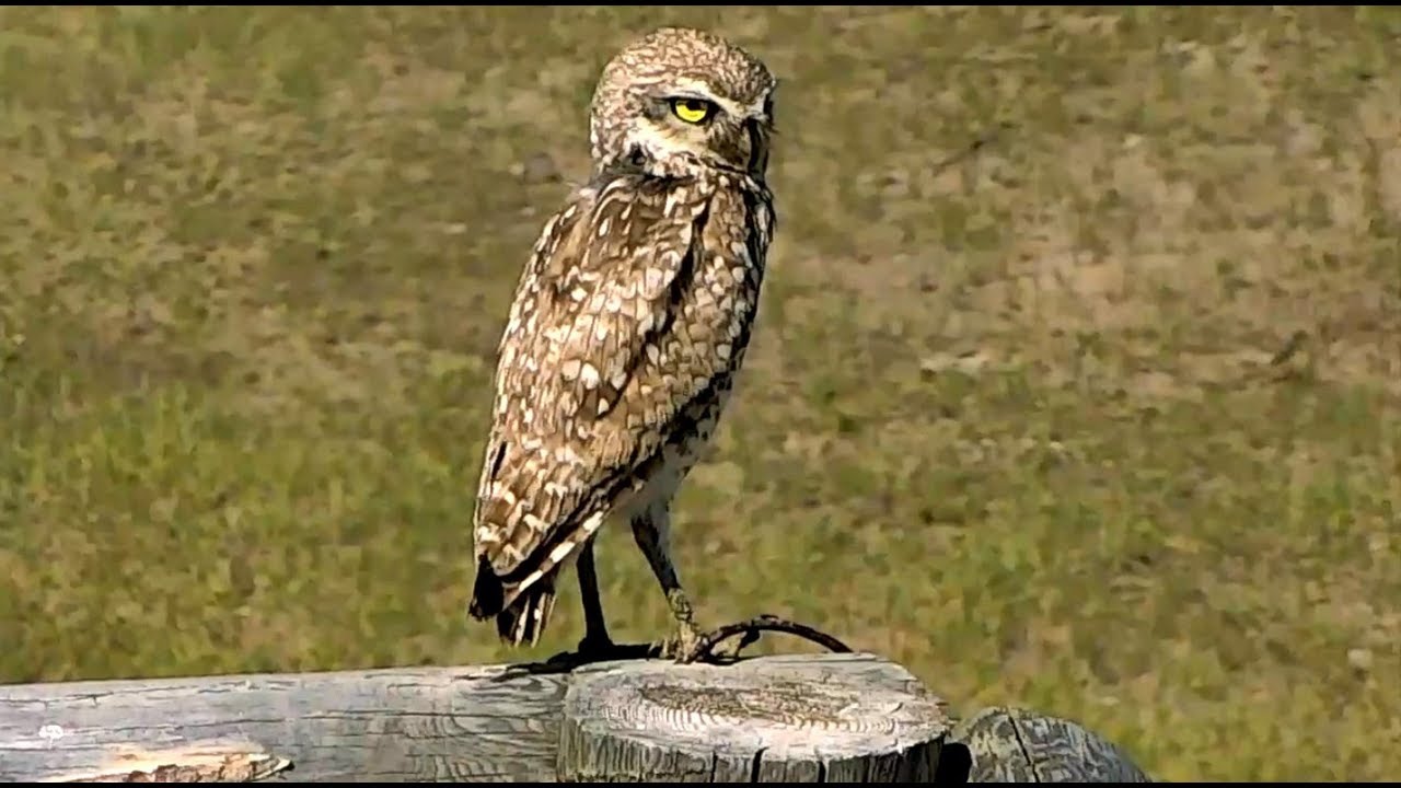 burrowing owl cam