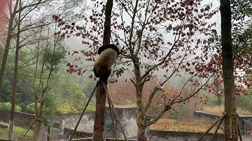 Kung Fu Panda comes to climb trees