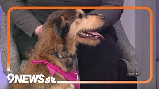 Sophie is a mix of 'sunshine wonderfulness' who needs a forever home!