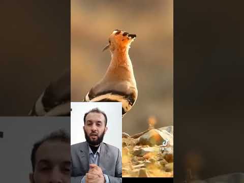 الحكمة في قصة الهدهد مع سليمان عليه السلام