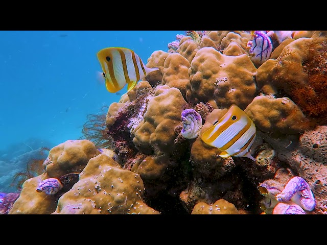 Keindahan Terumbu Karang Pulau Samalona Makassar