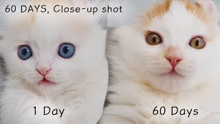 From Blue to Yellow│Cat's Eye Color Change, 60 Days
