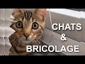 Chats  bricolage