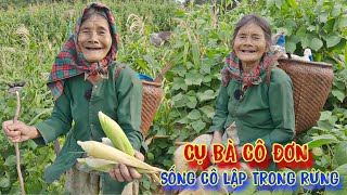 CỤ BÀ đi lang thang, hái bắp, đào khoai ăn, sống tự lập trong RỪNG - tập 896