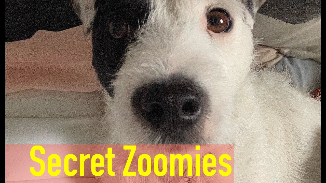 Secret Parson Secret Zoomies - Life with a Parson Russell Terrier - YouTube