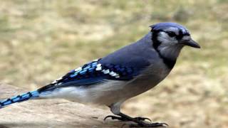 Alternative | Ambient | Ambient Music | Scenery Panoramic Blue Jay screenshot 2