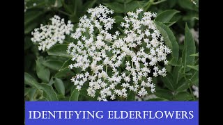 How to identify elderflowers (recognising an elder tree - sambucus nigra) screenshot 5