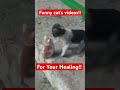 Funny cat's videos! #fyp #animals #funny #cat