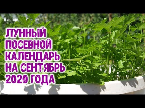 Лунный посевной календарь на сентябрь 2020 года. Агрогороскоп, агропрогноз посевов овощных растений