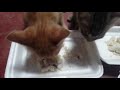 Kitten eats rice mix with goat and chicken meats