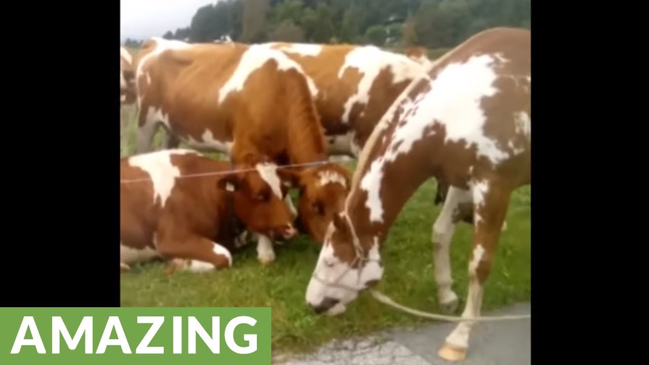 videos for cats Curious cows fascinated by horse's appearance