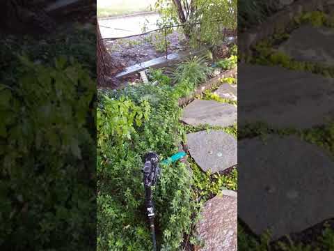 Plant thieves thwarted
