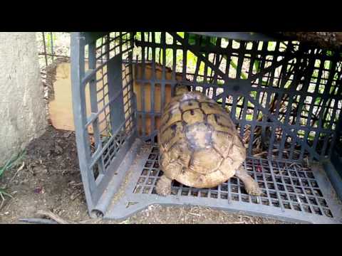 Βίντεο: Πώς να διατηρήσετε τις χελώνες στο σπίτι
