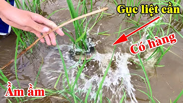 Cắm câu trên ruộng lúa ngày nước lũ tràn về gục gục cần liên tục | THÚ VUI MIỀN TÂY. Tập 397