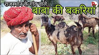 पप्पू बनाकर ऐसे ठगते है किसानो को | 10 हजार में दो नग बकरी |  best quality goat | pkraj vlogs