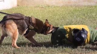 Information 2016 GCSO K-9 Deployment Workshop Update