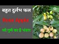 Rose Apple // सफेद जामुन की पहचान और औषधीय लाभ//खाने के अनगिनत फायदे//by ayurveda &amp; health zone