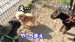 2匹の強そうな犬にからまれた結果がこちら泣