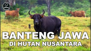 Bos Javanicus : Jejak Sang Banteng Jawa di Hutan Nusantara