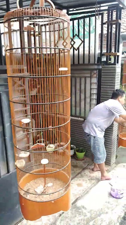 membersihkan burung branjangan