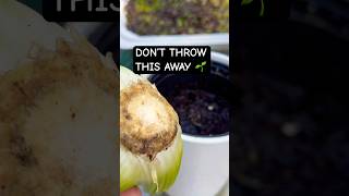 Don’t Throw This Away… Regrow Celery from Scraps 🌱