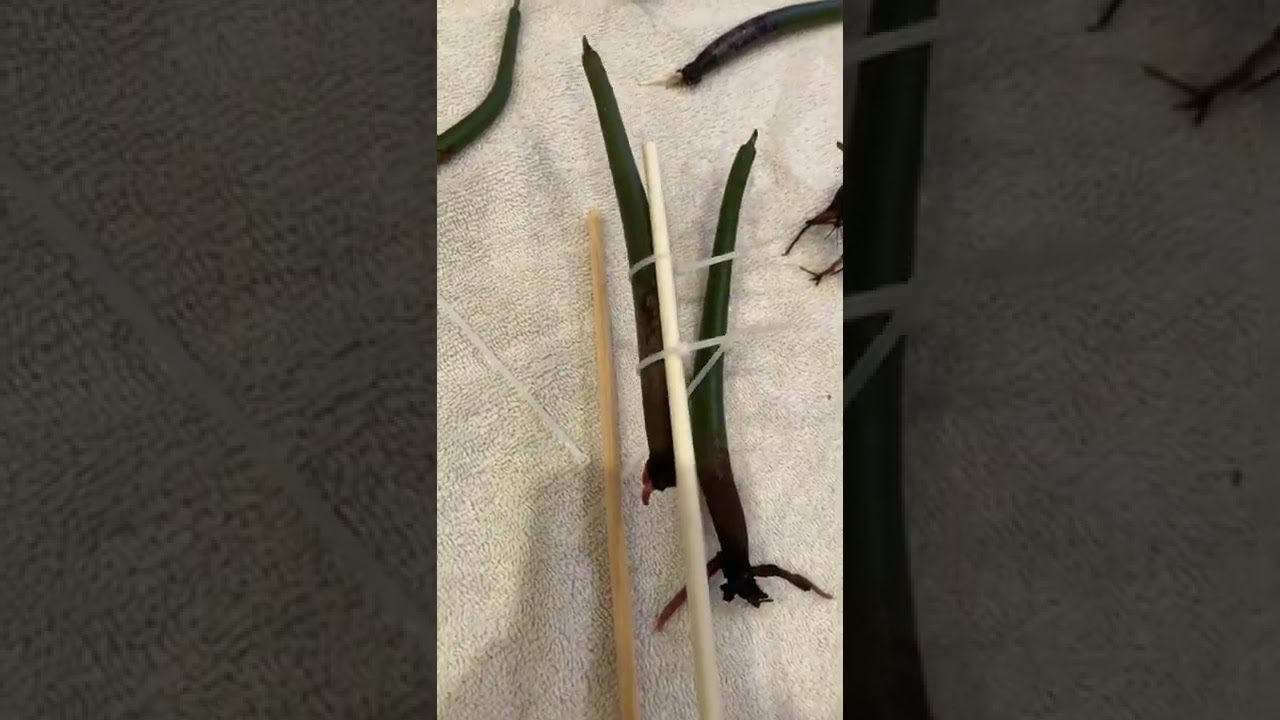 How to get mangroves to grow prop roots 