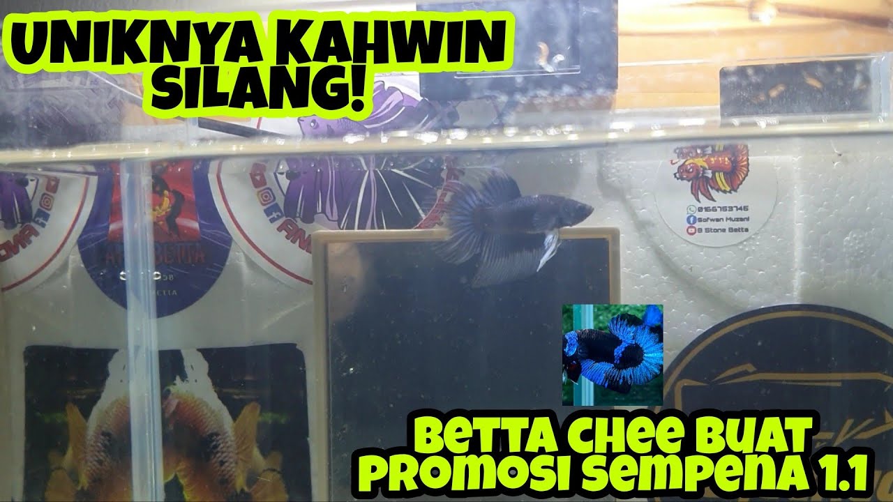 HASIL MENARIK FRY UMUR 2 BULAN. GABUNGAN SUPERBLACK DAN SAMURAI?