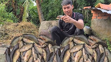 Giăng lưới trên ruộng không ngờ dính cá cở này- bửa cơm quê cá rô đồng kho mắm