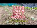 草莓翻车了!这东西不好伺候#我的菜园子 #一分耕耘一分收获 #专业的事交给专业的人来做更靠谱 #草莓种植 #新农人计划