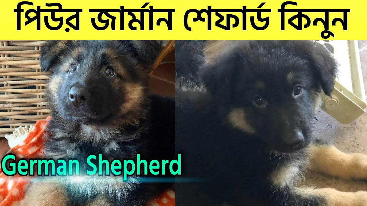 Cute Puppy Dog price in Bangladesh GERMAN SHEPHERD Dog Bangladesh