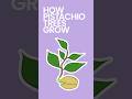How Pistachio Trees Grow