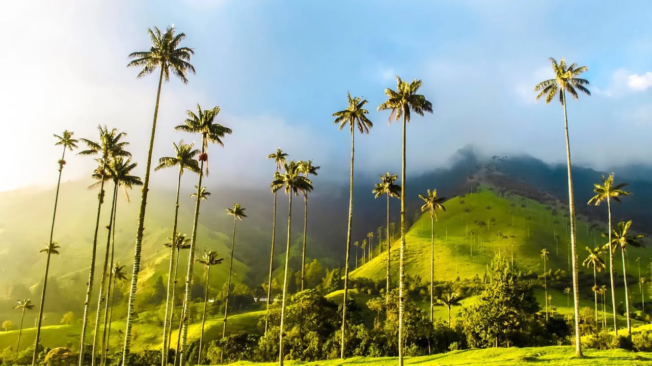 Самое популярное место в Колумбии🇨🇴 Valle de Cocora  