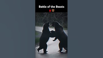 👑🌲 “King of the Wild” #animals #shortvideos #shorts #bear #fighting #viral #video #global #angry