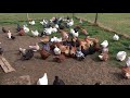 French mondain pigeons king pigeons