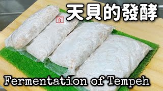 如何自製？天貝的發酵和做法 [English Sub & recipe] Homemade tempeh | Easy fermentation of making your own tempeh !