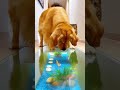 😂🐾🐟555 IQ Cat vs Dog… Watch who wins the clever battle #funny #pets #animals