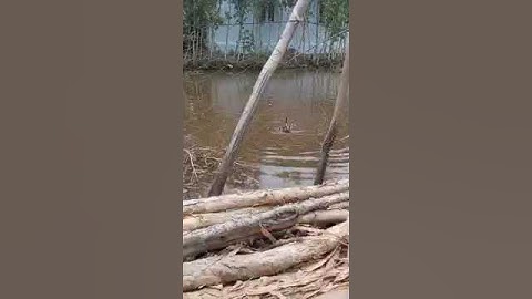 Nhấp cá lóc bằng vịt con