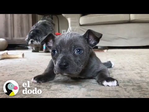 Video: 10 maneras de viajar con tu cachorro que hacen que sea fácil llevarlas a todas partes