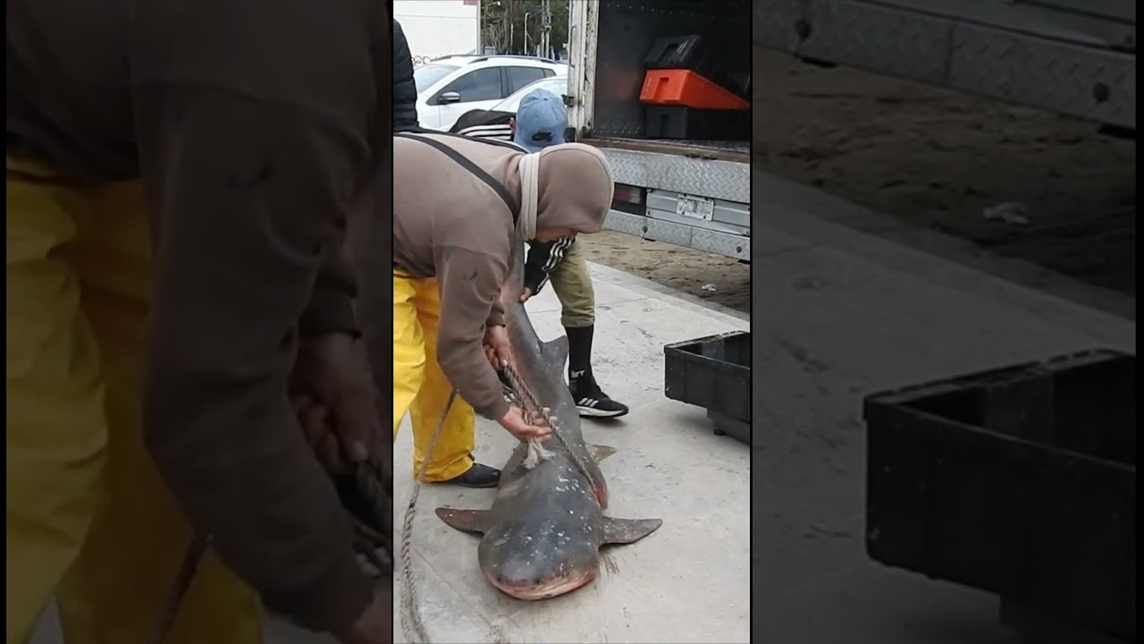 INCIDENTAL SHARK FISHING - PESCA INCIDENTAL DE TIBURON 